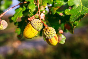 Acorns on an oak in autumn