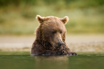 Grizzly Bear, Katmai National Park, Alaska