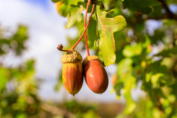 Acorns on an oak in autumn