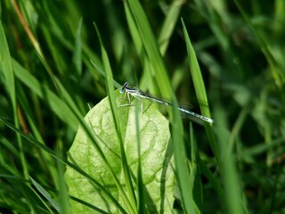 agrion bleu dans l'herbe