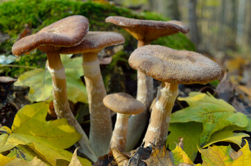Young, wild mushrooms grow among the moss in the autumn forest.