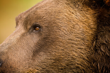 Grizzly Bear, Katmai National Park, Alaska