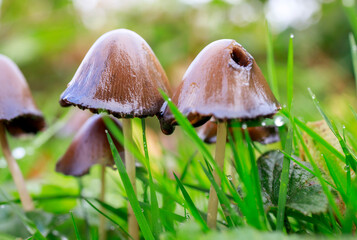 beautiful scene with group of inky cap mushroom also known as tippler's bane (coprinopsis atramentaria) - antialcohol mushroom