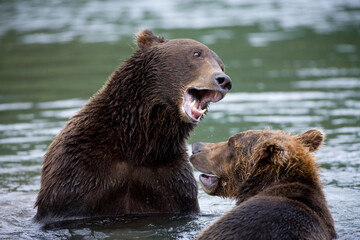 Grizzly Bears Fighting, Katmai National Park, Alaska