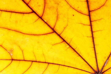 macro autumn maple leaf. yellow foliage texture. fall conceptual