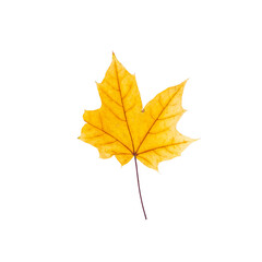 cut out fall leaf. yellow maple leaf isolated on a white background. fall minimal concept. autumn design element