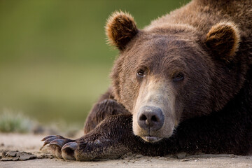 Fototapeta na wymiar Grizzly Bear, Katmai National Park, Alaska