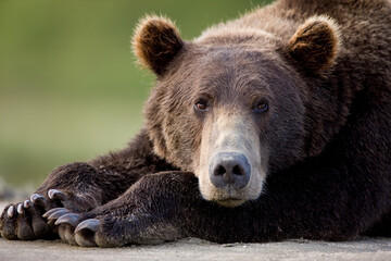 Grizzly Bear, Katmai National Park, Alaska