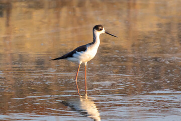 A Black Necked Stilt Wading in the water