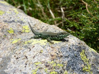 lézard vert sur son rocher