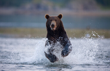 Grizzly Bear, Katmai National Park, Alaska