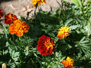 Red and yellow garden flowers. Summer.