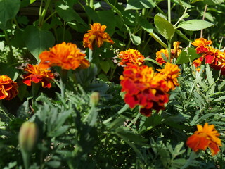 Red and yellow garden flowers. Summer.