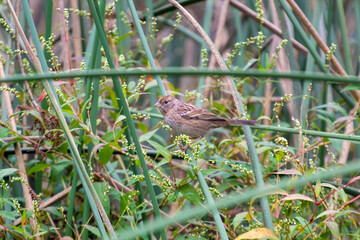 a sparrow resting on a bush
