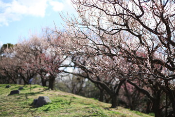 Obraz premium 梅林