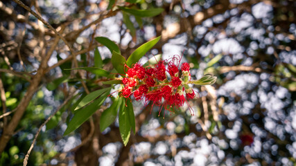Closeup of a bottlebrush flower