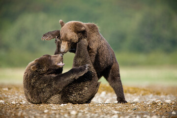 Grizzly Bears Wrestle, Katmai National Park, Alaska