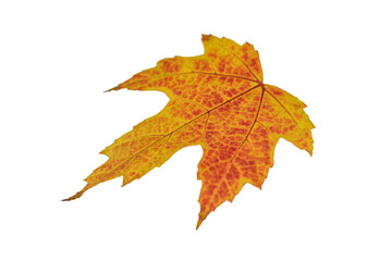 Autumn yellow maple leaf isolated on white background