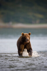 Obraz premium Grizzly Bear, Katmai National Park, Alaska