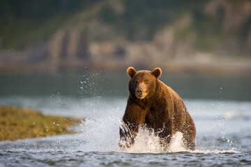 Grizzly Bear, Katmai National Park, Alaska