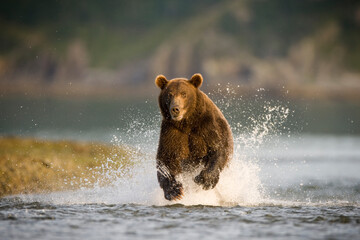 Grizzly Bear, Katmai National Park, Alaska - obrazy, fototapety, plakaty