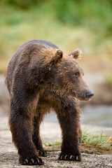 Fototapeta premium Grizzly Bear, Katmai National Park, Alaska