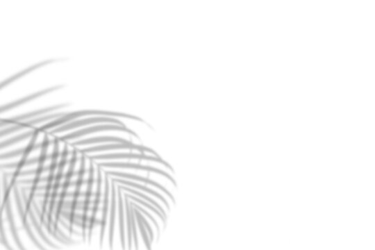 Shadows of palm leaf on white background.