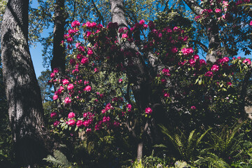 pink azalea plant outdoor in sunny backyard