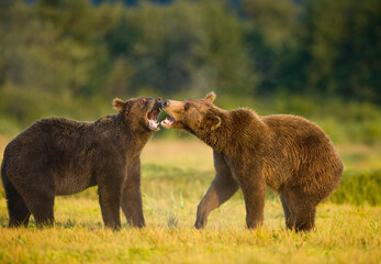 Grizzly Bears Sparring, Katmai National Park, Alaska