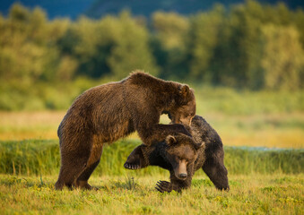Grizzly Bears Sparring, Katmai National Park, Alaska