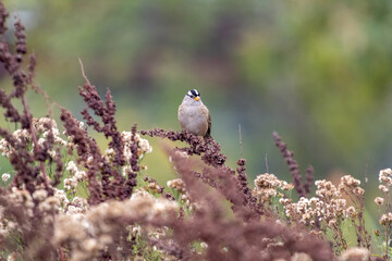 a sparrow resting on a bush