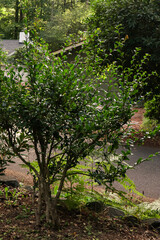 green bush growing wild in flowerbed on country road