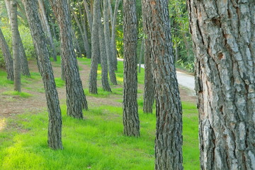 forest full of trees and with green grass, nature, green, woods, high trees, crowded