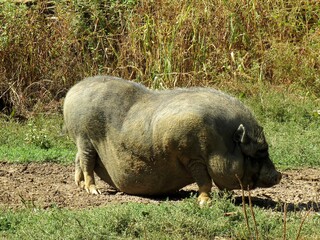 Vietnamese Pot bellied Pig