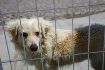 Cachorro olhando através da grade de ferro