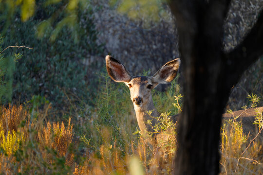 Mule Deer in Arizona
