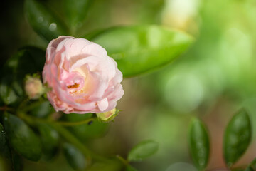 Roses in the garden