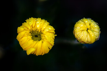 Closeup of yellow chrysanthemums