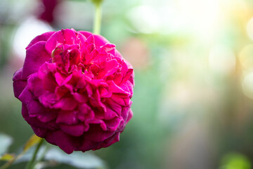 Obraz premium Roses in the garden