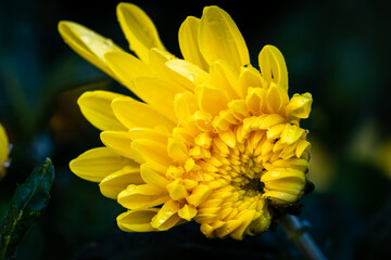 closeup of yellow chrysanthemums