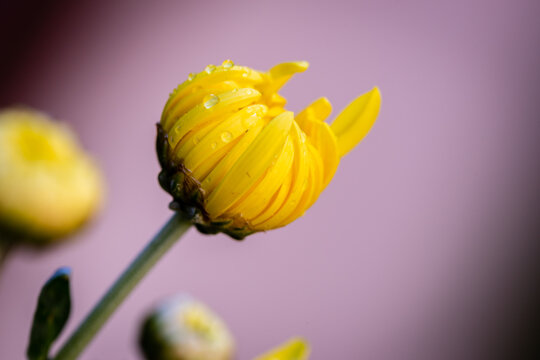 Closeup of yellow chrysanthemums