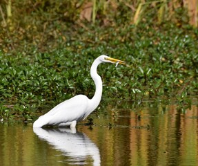 Obraz premium A great egret (Ardea alba) with a fish in its beak, among the water plants at the edge of Watsonville Slough