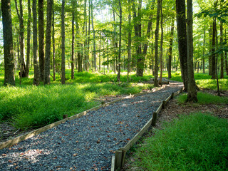 path in the woodland in late summer afternoon