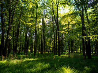 Fototapeta na wymiar woodland in late summer afternoon