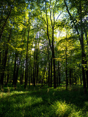 Fototapeta na wymiar woodland in late summer afternoon