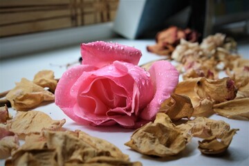 pink rose