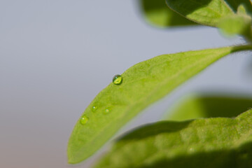 water drops on leaf