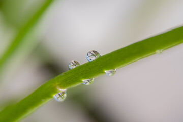drop on grass