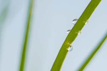 Fototapeta premium drops on grass