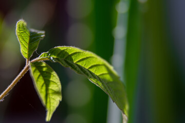 close up leaf